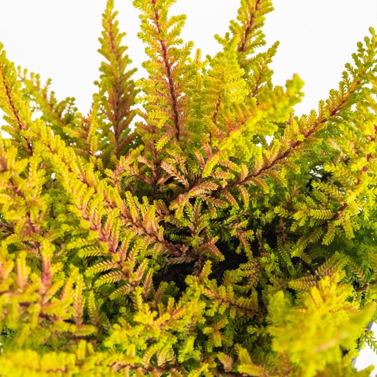 Obrázok Vres obyčajný (Calluna vulgaris) ´SEA STAR´ - výška 10-20 cm, kont. C1.5L