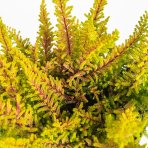 Vres obyčajný (Calluna vulgaris) ´SEA STAR´ - výška 10-20 cm, kont. C1.5L