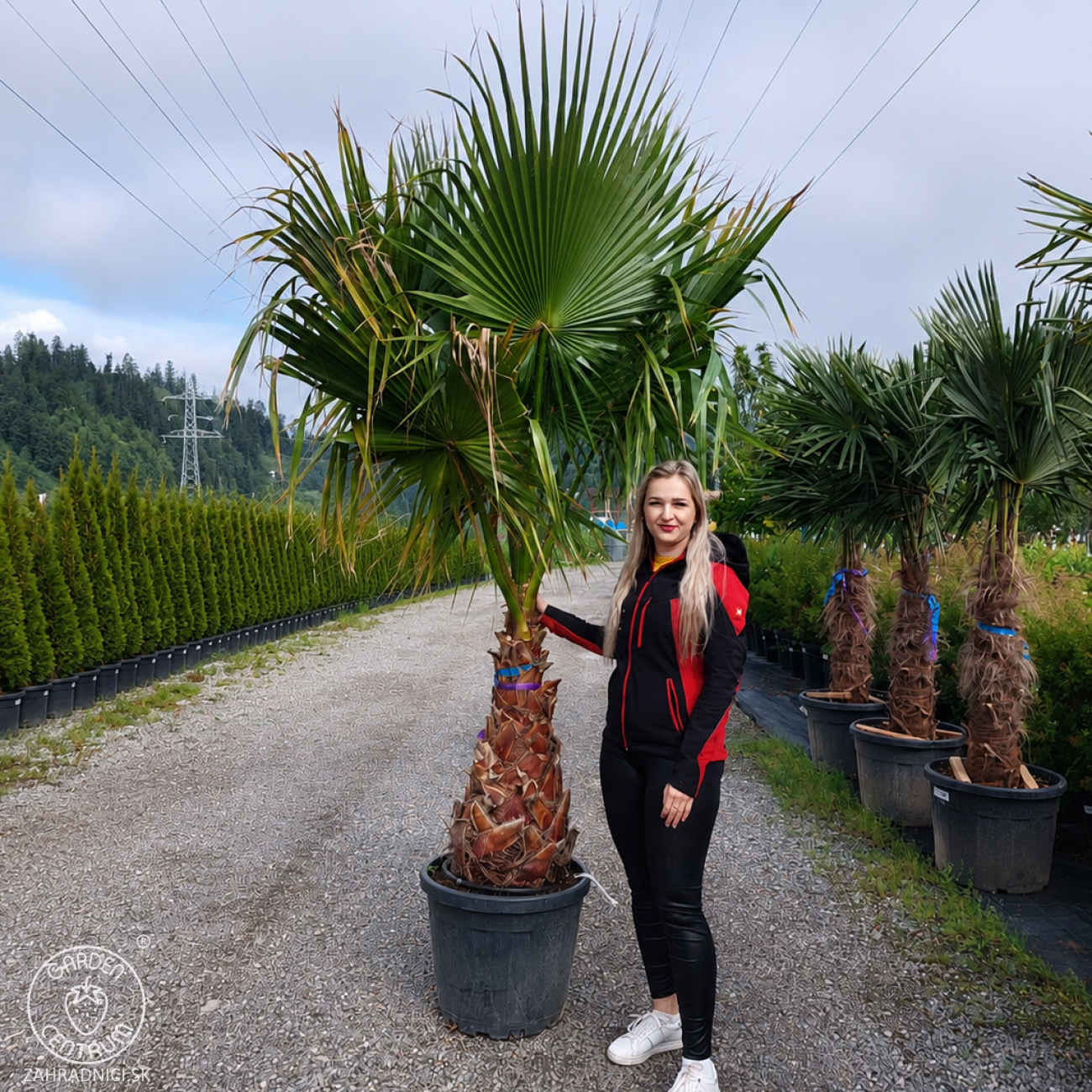 Obrázok Mexická palma (Washingtonia robusta) – výška 200-220 cm, výška kmeňa 80-90 cm, kont. C50L (-4°C)