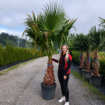 Mexická palma (Washingtonia robusta) – výška 200-220 cm, výška kmeňa 80-90 cm, kont. C50L (-4°C)