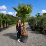 Palma vláknitá (Washingtonia robusta) – výška kmeňa 80-90 cm, celková výška 200-220 cm (-4°C)