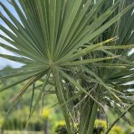 Palma vláknitá (Washingtonia filifera) – celková výška: 150-180 cm, kont. C90L (-10°C) DVOJIČKY