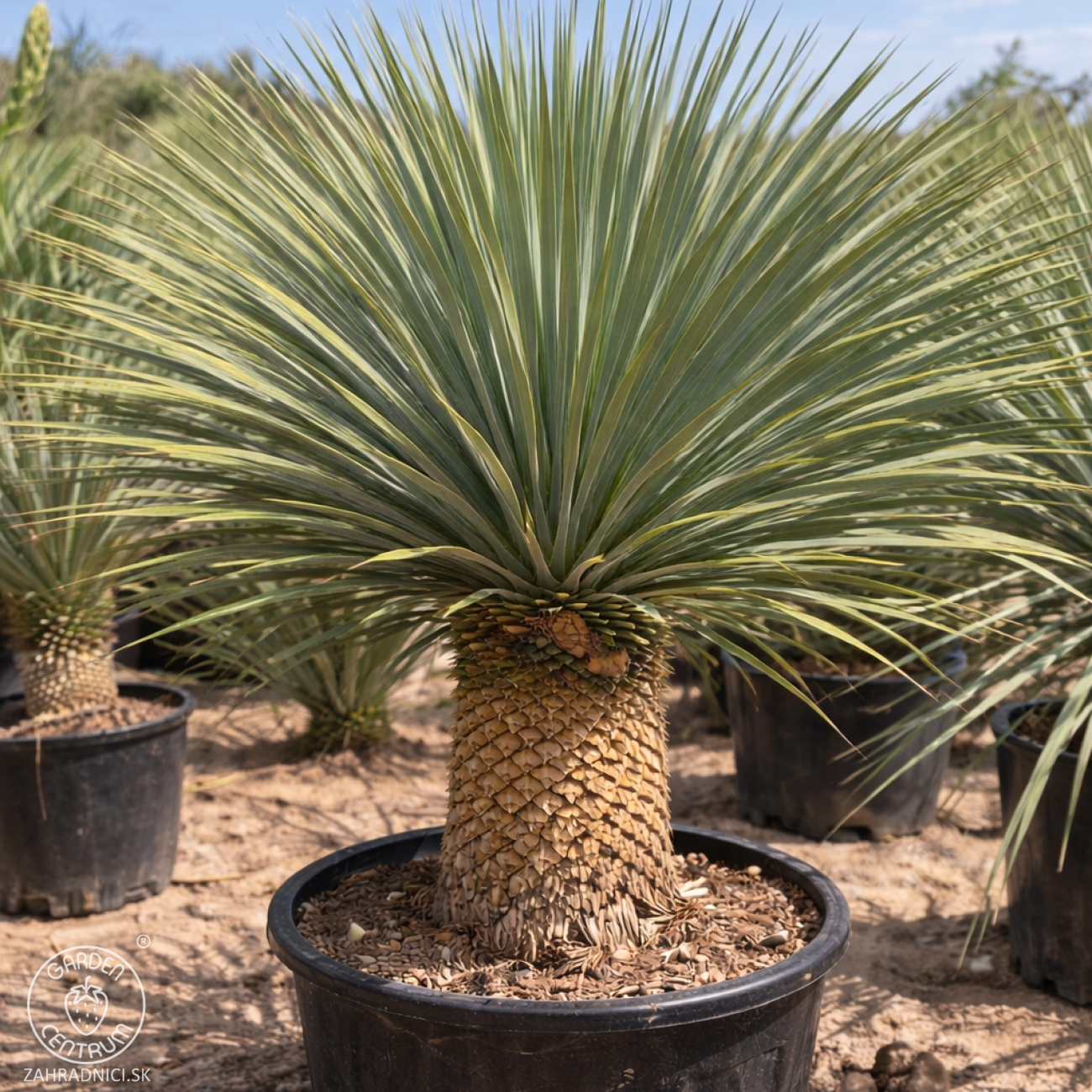 Obrázok Juka (Yucca Rostrata) - výška 60-80 cm, výška kmeňa 20-30 cm, kont. C35L (-22°C)