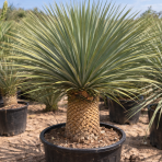 Juka (Yucca Rostrata) - výška 60-80 cm, výška kmeňa 20-30 cm, kont. C35L (-22°C)