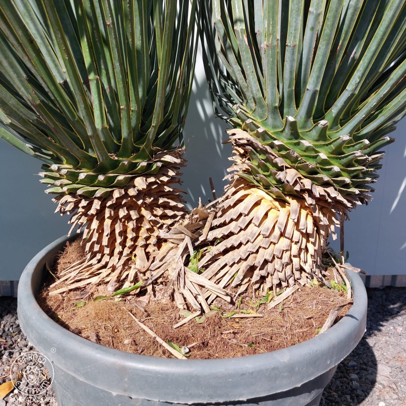 Obrázok Juka (Yucca Rostrata) - celková výška 90-100 cm, výška kmeňa: 20 cm, kont. C45L (-22°C) - DVOJKMEŇ