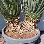 Juka (Yucca Rostrata) - celková výška 90-100 cm, výška kmeňa: 20 cm, kont. C45L (-22°C) - DVOJKMEŇ