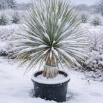 Juka (Yucca Rostrata) - výška 60-70 cm, výška kmeňa 35-45 cm, kont. C70L (-22°C)