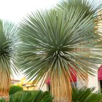 Juka (Yucca Rostrata) - výška 60-80 cm, výška kmeňa 20-30 cm, kont. C35L (-22°C)