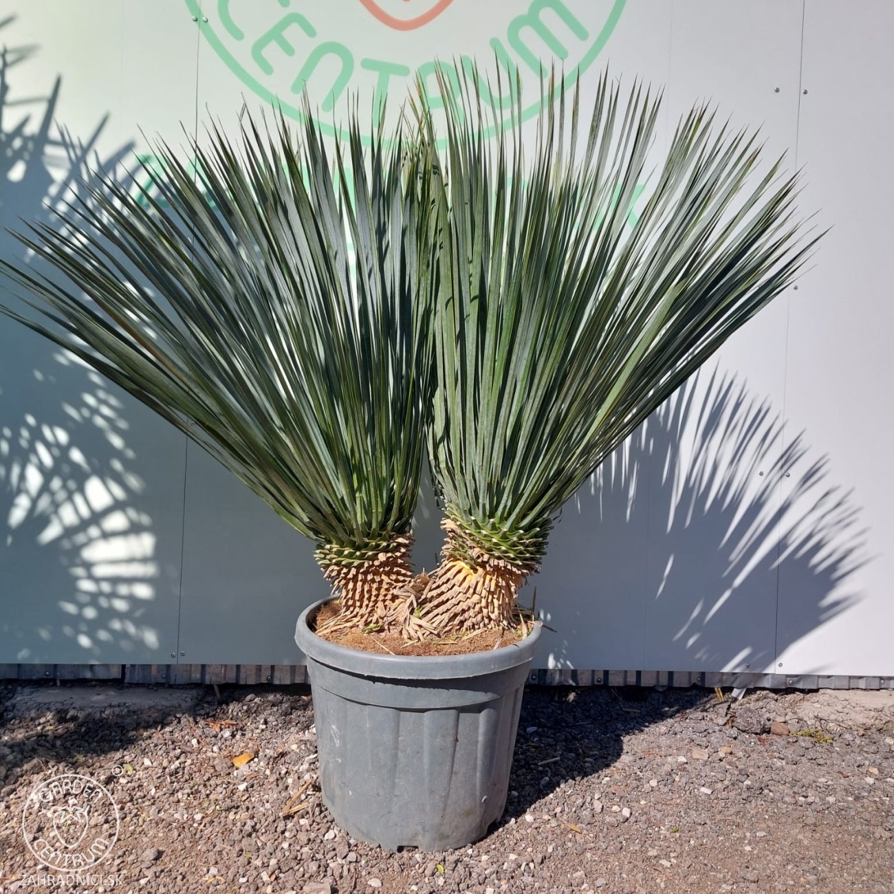 Obrázok Juka (Yucca Rostrata) - celková výška 90-100 cm, výška kmeňa: 20 cm, kont. C45L (-22°C) - DVOJKMEŇ