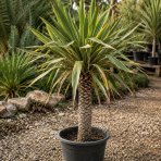 Juka stromová (Yucca aloifolia) ´VARIEGATA´ - výška 20-30 cm, kont. C1L