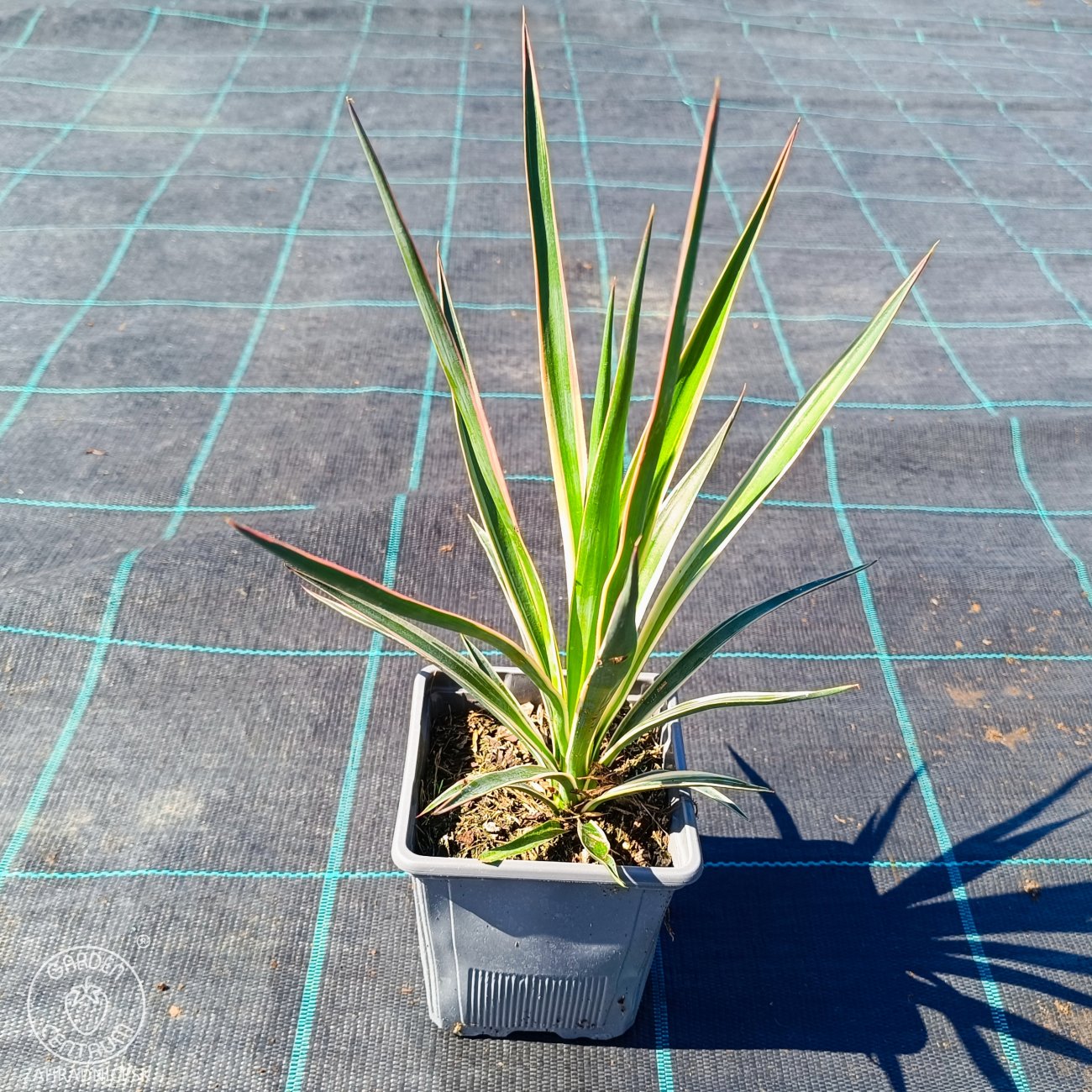 Obrázok Juka stromová (Yucca aloifolia) ´VARIEGATA´ - výška 20-30 cm, kont. C1L