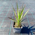 Juka stromová (Yucca aloifolia) ´VARIEGATA´ - výška 20-30 cm, kont. C1L
