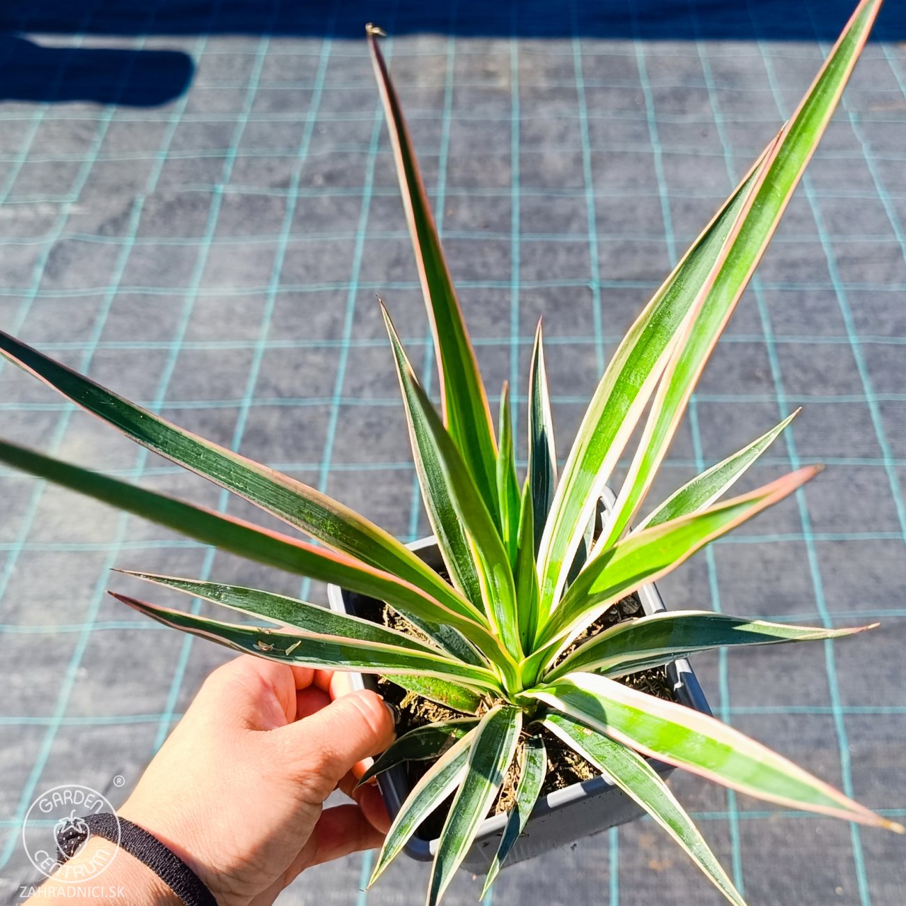 Obrázok Juka stromová (Yucca aloifolia) ´VARIEGATA´ - výška 20-30 cm, kont. C1L