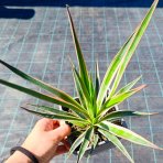 Juka stromová (Yucca aloifolia) ´VARIEGATA´ - výška 20-30 cm, kont. C1L