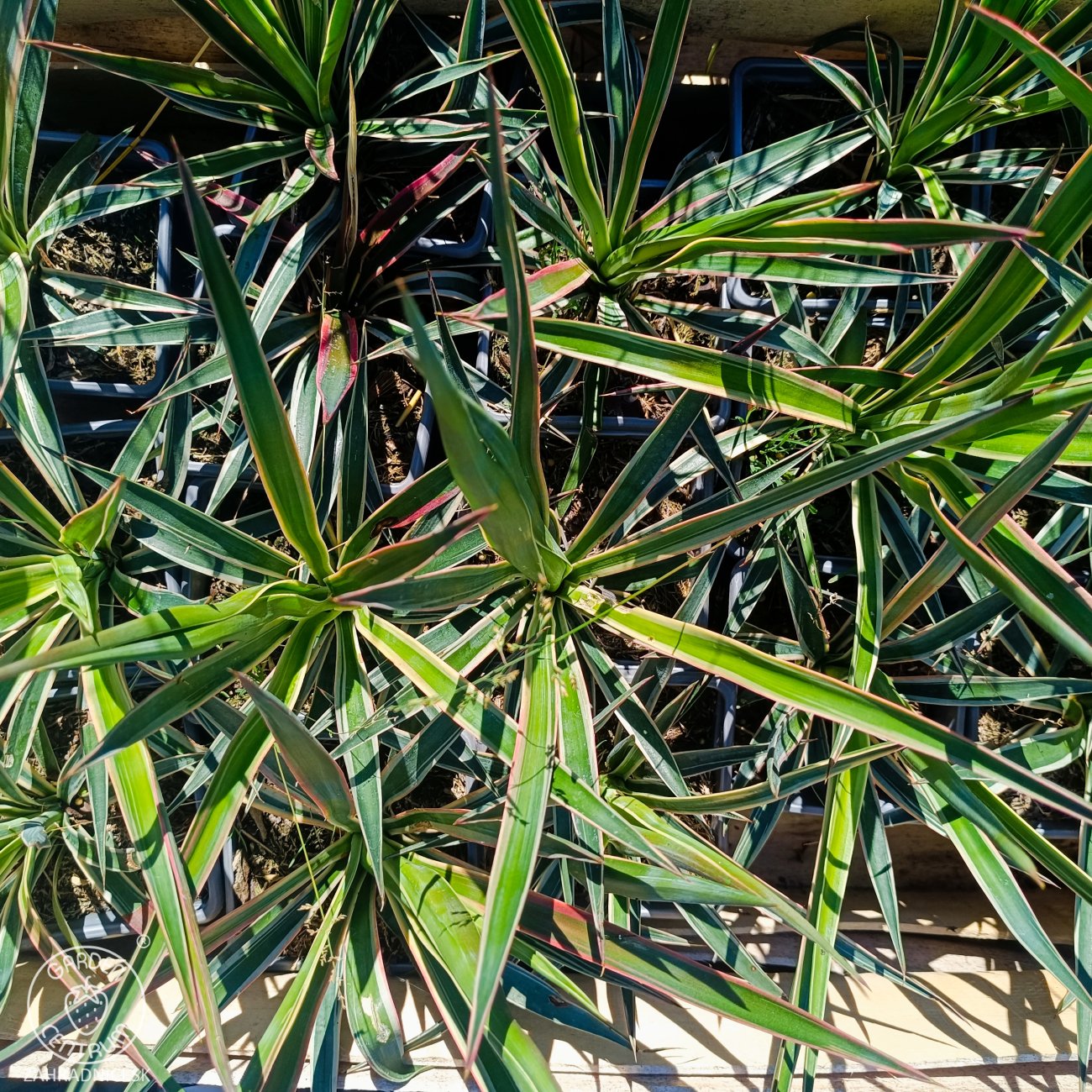 Obrázok Juka stromová (Yucca aloifolia) ´VARIEGATA´ - výška 20-30 cm, kont. C1L