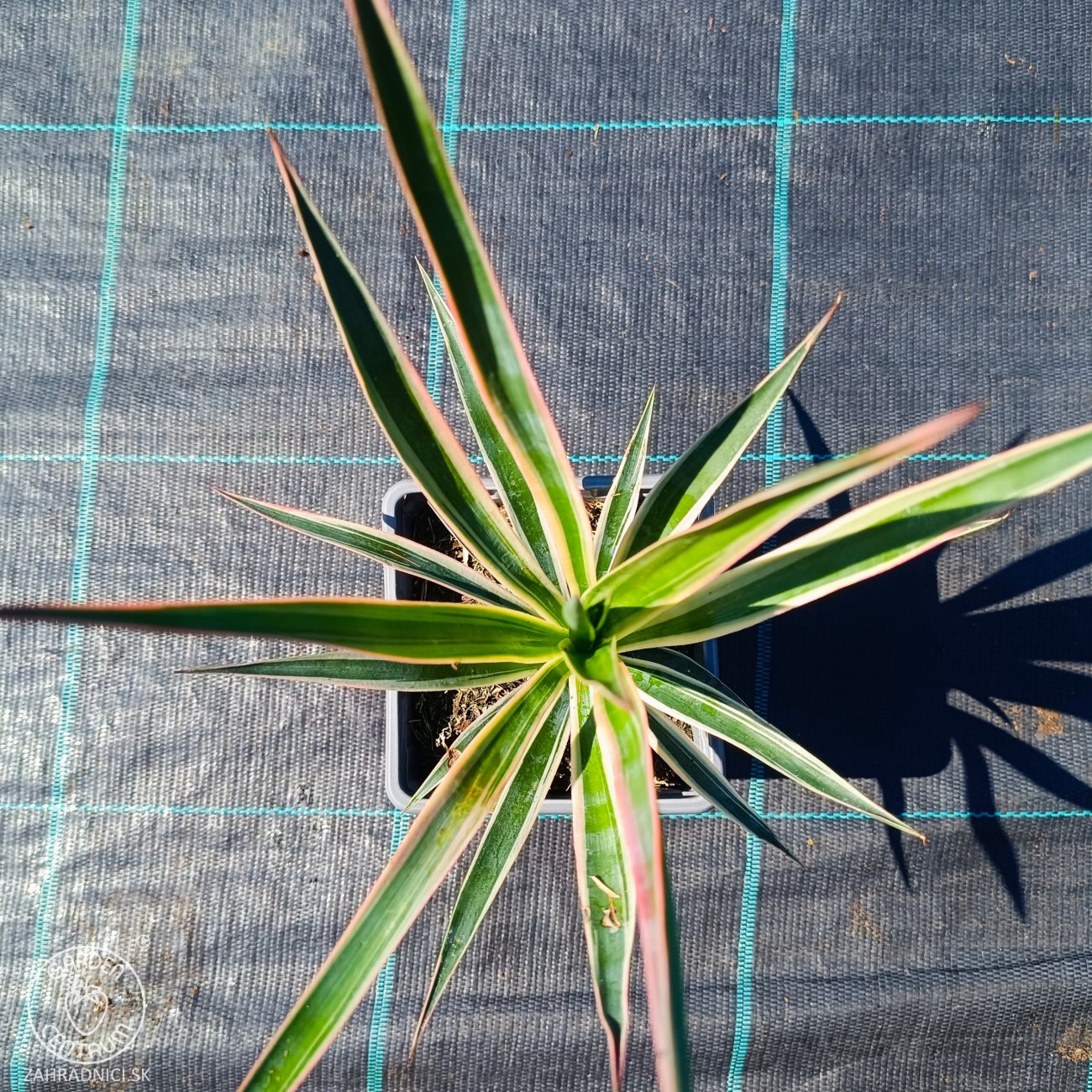 Obrázok Juka stromová (Yucca aloifolia) ´VARIEGATA´ - výška 20-30 cm, kont. C1L