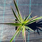 Juka stromová (Yucca aloifolia) ´VARIEGATA´ - výška 20-30 cm, kont. C1L