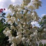 Juka stromová (Yucca aloifolia) ´VARIEGATA´ - výška 20-30 cm, kont. C1L