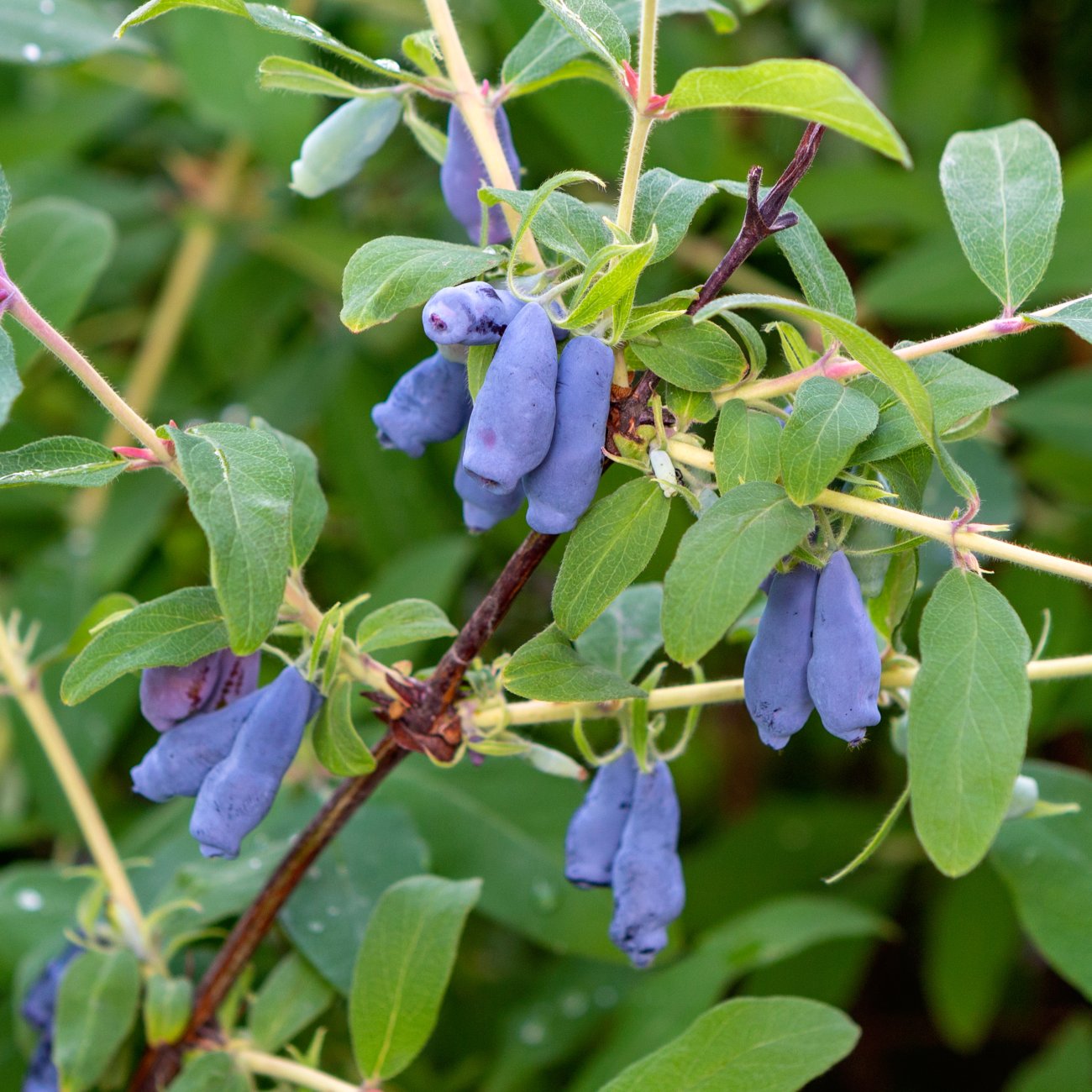 Obrázok Zemolez kamčatský - Kamčatská čučoriedka (Lonicera kamtschatica) ‘INDIGO GEM’ - skorá, výška 30-40 cm, kont. C2L