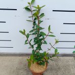 Zemolez kamčatský - Kamčatská čučoriedka (Lonicera kamtschatica) ‘JUGANA’ - skorá, výška 30-50 cm, kont. C2L