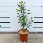Zemolez kamčatský - Kamčatská čučoriedka (Lonicera kamtschatica) ‘JUGANA’ - skorá, výška 30-50 cm, kont. C2L
