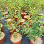 Zemolez kamčatský - Kamčatská čučoriedka (Lonicera kamtschatica) ‘JUGANA’ - skorá, výška 30-50 cm, kont. C2L
