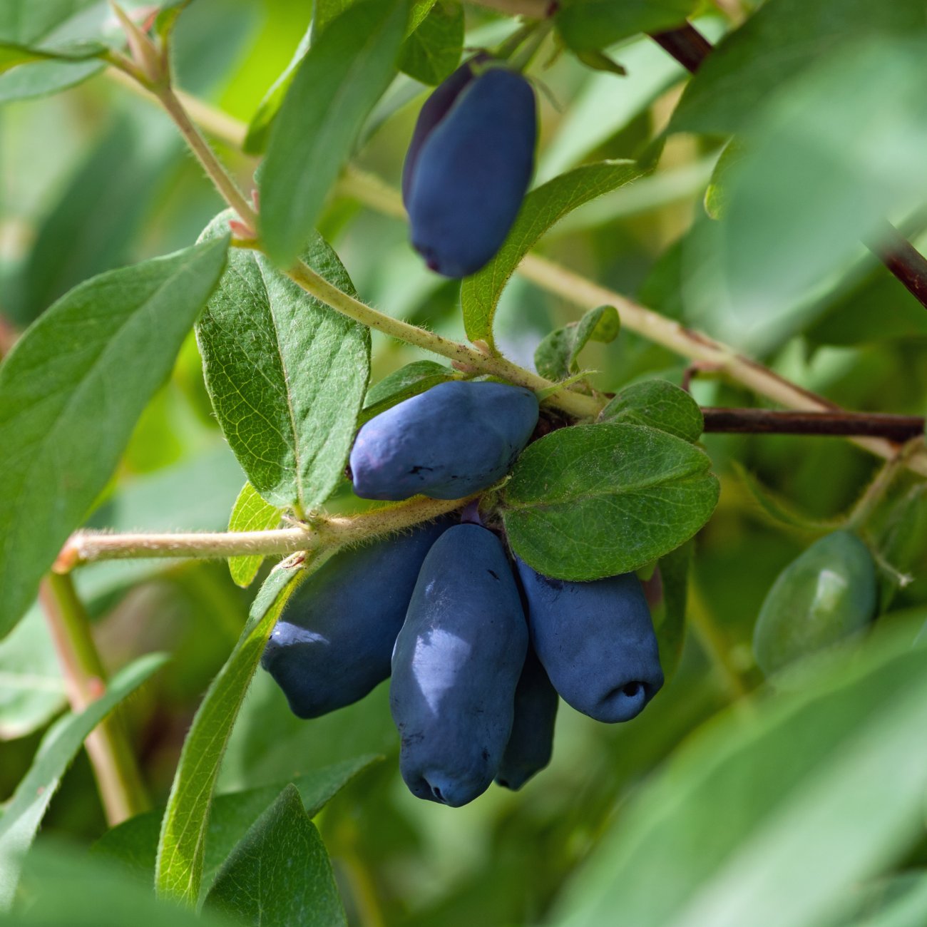 Obrázok Zemolez kamčatský-Kamčatská čučoriedka (Lonicera kamtschatica) ´WOJTEK´ - skorá, výška 30-40 cm, kont. C2L
