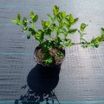 Zemolez kamčatský-Kamčatská čučoriedka (Lonicera kamtschatica) ´WOJTEK´ - skorá, výška 30-40 cm, kont. C2L