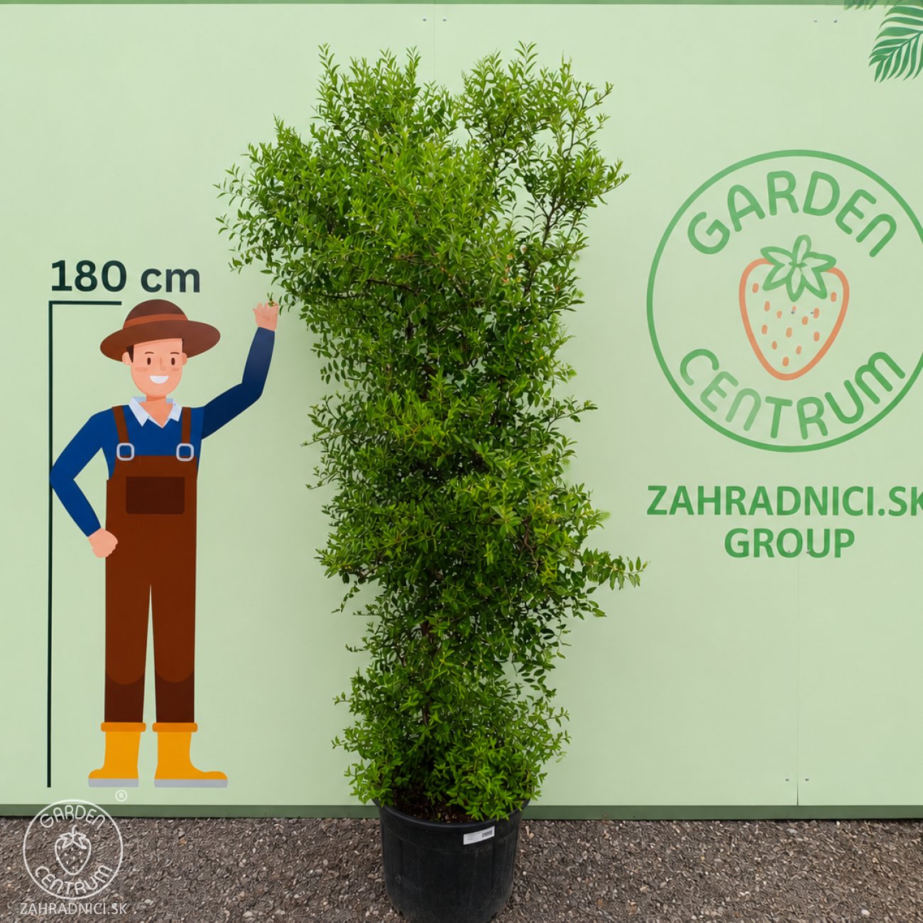 Obrázok Jujuba čínska (Ziziphus sativa) ‘ABONDANCE’ – výška 250–300 cm, kont. C70L (-20 °C)