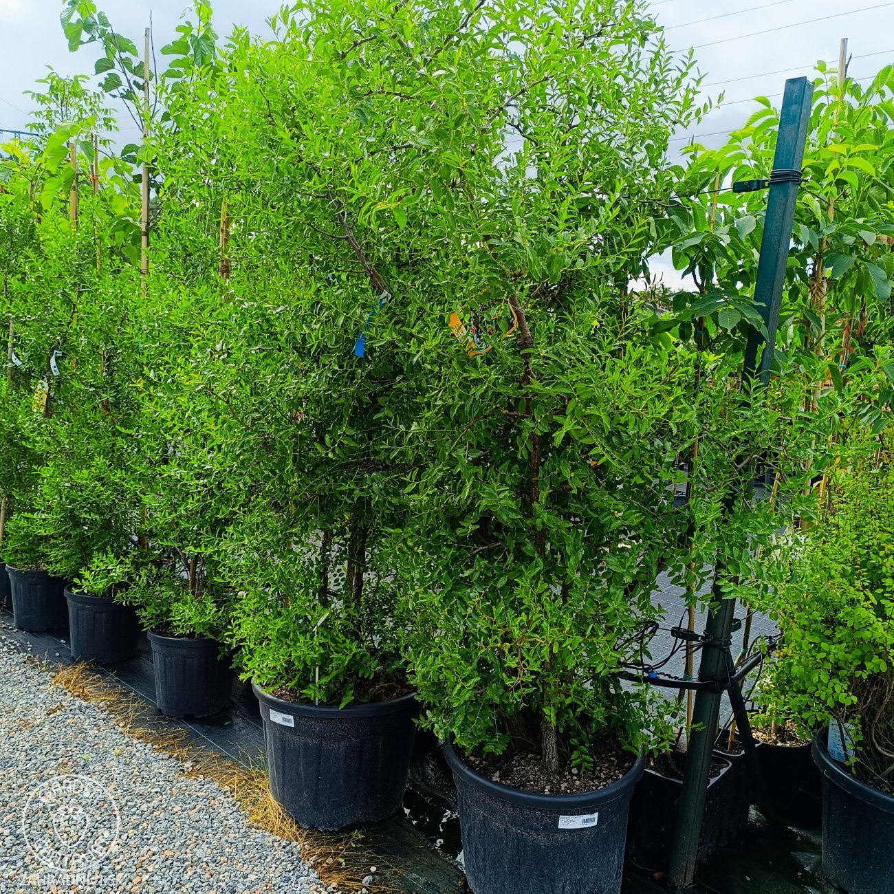 Obrázok Jujuba čínska (Ziziphus sativa) ‘ABONDANCE’ – výška 250–300 cm, kont. C70L (-20 °C)