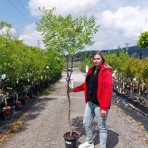 Jujuba – čínska datľa (Ziziphus jujuba) ´DONGZAO´ – výška 160–190 cm, kont. C10L, na kmienku
