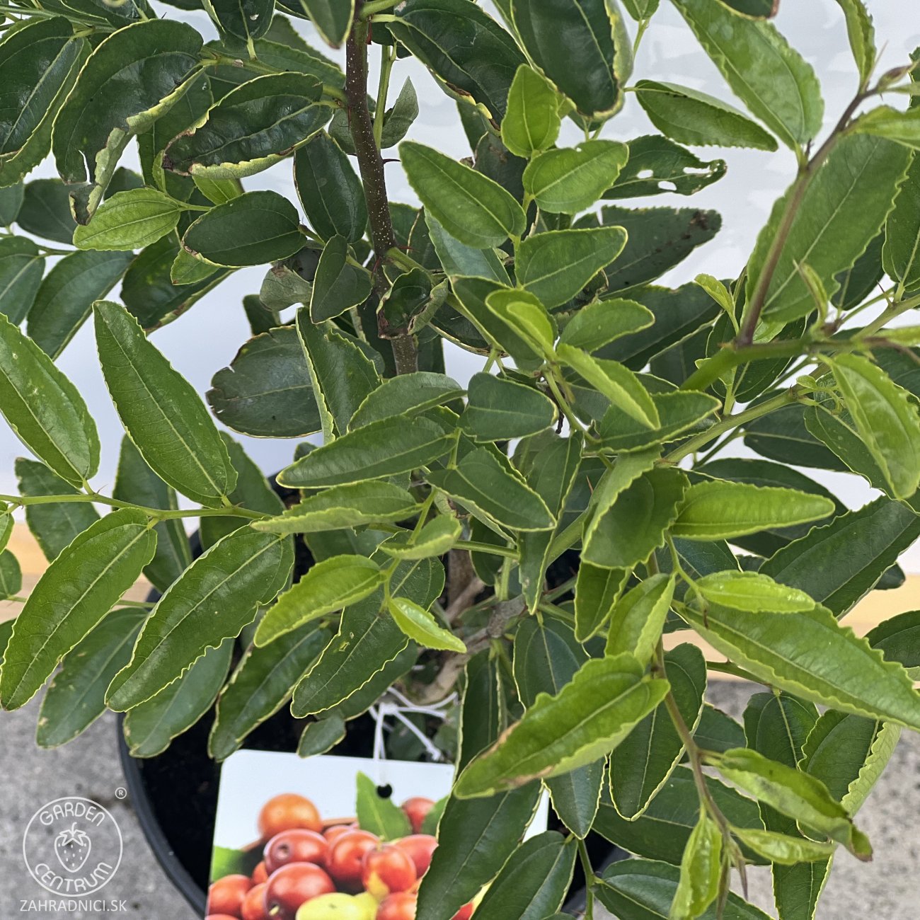Obrázok Jujuba - Čínska datľa (Ziziphus jujuba) ´SHANXI LI´ - výška 80-120 cm, kont. C4L (-20°C)