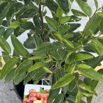 Jujuba - Čínska datľa (Ziziphus jujuba) ´SHANXI LI´ - výška 80-120 cm, kont. C4L (-20°C)