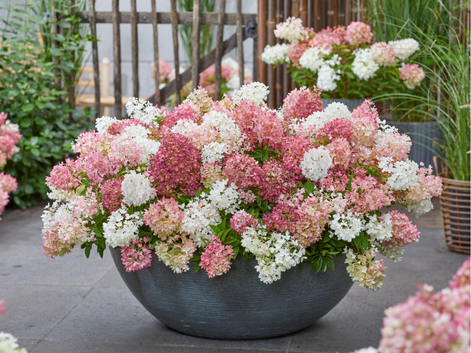 Hortenzie Groundbreaker® Blush™