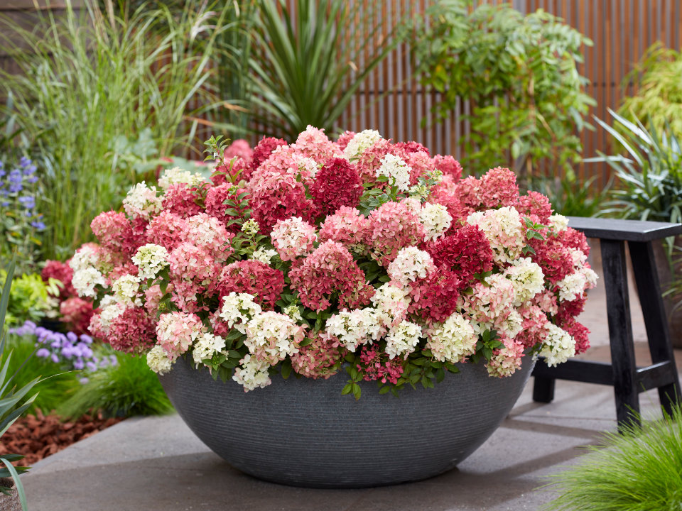 Hortenzie Groundbreaker® Ruby™